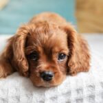The 10 Dog Breeds with the Highest Health Risks: An In-Depth Analysis