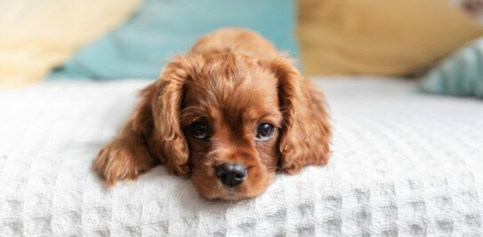 The 10 Dog Breeds with the Highest Health Risks: An In-Depth Analysis