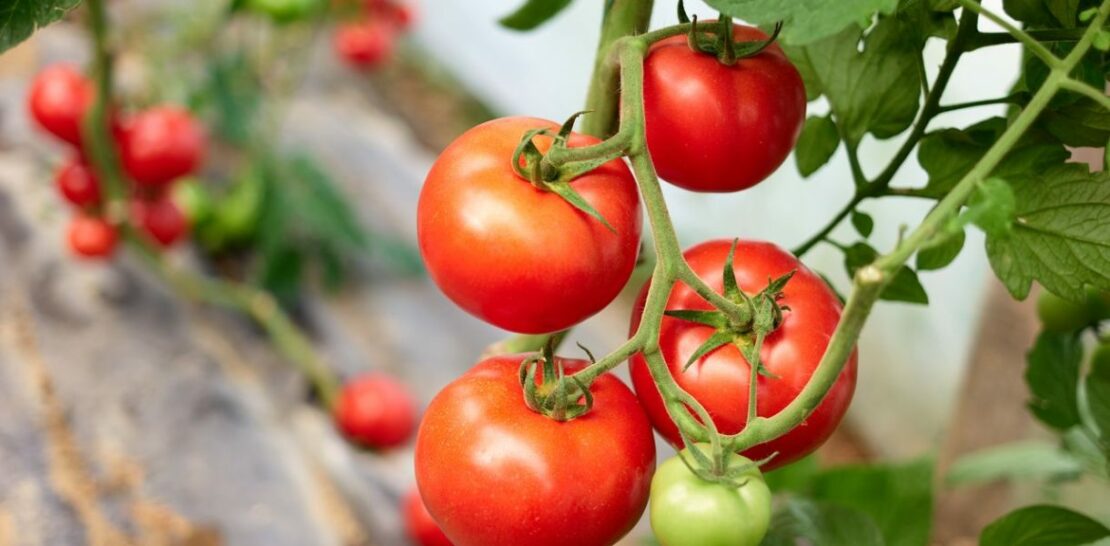 Unearthing the Secrets of Growing Tomatoes: Discover the Best Varieties for Your Vegetable Garden