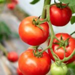 Unearthing the Secrets of Growing Tomatoes: Discover the Best Varieties for Your Vegetable Garden