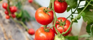 Unearthing the Secrets of Growing Tomatoes: Discover the Best Varieties for Your Vegetable Garden