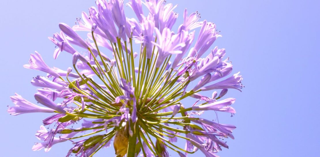 Mastering the Art of Agapanthus: A Comprehensive Guide to Planting and Growing Success