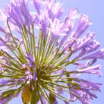 Mastering the Art of Agapanthus: A Comprehensive Guide to Planting and Growing Success