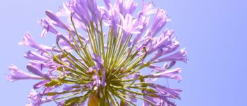 Mastering the Art of Agapanthus: A Comprehensive Guide to Planting and Growing Success