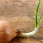 The Sprouting Onion Dilemma: To Eat or Not to Eat?