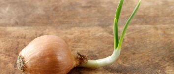 The Sprouting Onion Dilemma: To Eat or Not to Eat?