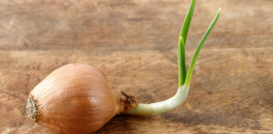 The Sprouting Onion Dilemma: To Eat or Not to Eat?