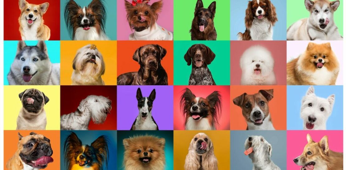 The Ultimate Dog Quiz: How Well Do You Know Dogs? 15 Challenging Questions to Test Your Canine Knowledge!