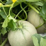 Unlock the Secrets to Succulent Melons: 10 Expert Tips for Cultivating and Harvesting the Perfect Fruits