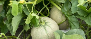 Unlock the Secrets to Succulent Melons: 10 Expert Tips for Cultivating and Harvesting the Perfect Fruits