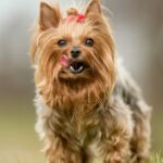 Yorkshire Terrier: The Ultimate Guide to the Adorable, Spirited, and Loyal Breed