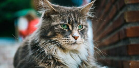 Discover the Top 5 Most Adorable and Easy-Going Cat Breeds to Welcome into Your Home