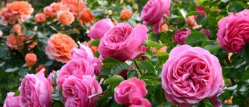 Unlock the Secret to Beautiful, Healthy Roses: Top 5 Tips for a Sumptuous Garden