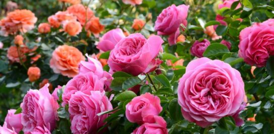 Unlock the Secret to Beautiful, Healthy Roses: Top 5 Tips for a Sumptuous Garden
