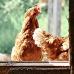 Freshening up the Henhouse: 5 Expert Tips to Transform Your Henhouse into a Haven of Freshness and Well-Being for Your Hens