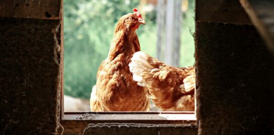 Freshening up the Henhouse: 5 Expert Tips to Transform Your Henhouse into a Haven of Freshness and Well-Being for Your Hens