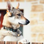The Ultimate Guide to the Top Dog Breeds for Exceptional House-Sitting Companions