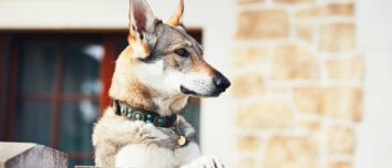 The Ultimate Guide to the Top Dog Breeds for Exceptional House-Sitting Companions