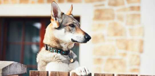 The Ultimate Guide to the Top Dog Breeds for Exceptional House-Sitting Companions