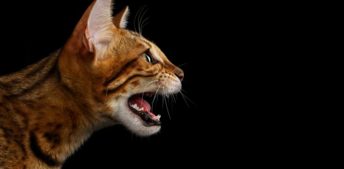 Mastering the Art of Feline Communication: A Comprehensive Guide to Understanding and Interacting with Your Cat