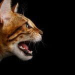 Mastering the Art of Feline Communication: A Comprehensive Guide to Understanding and Interacting with Your Cat