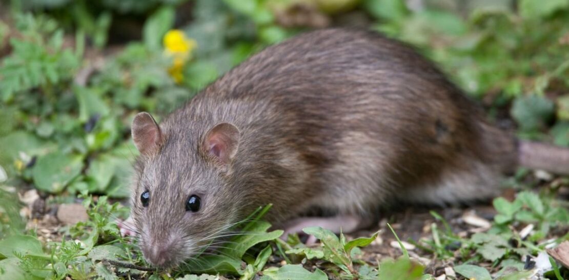 Reclaim Your Garden Naturally: The Comprehensive Guide to Banishing Rats for Good