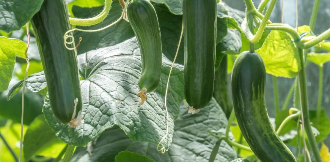 The Comprehensive Guide to Planting and Growing Cucumbers