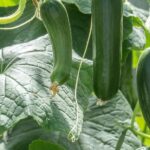 The Comprehensive Guide to Planting and Growing Cucumbers