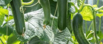 The Comprehensive Guide to Planting and Growing Cucumbers