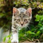 Keep Feline Invaders at Bay: Natural Ways to Safeguard Your Garden from Cats
