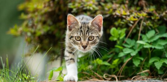 Keep Feline Invaders at Bay: Natural Ways to Safeguard Your Garden from Cats