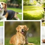 Top 5 Most Easy-Going Dogs: The Perfect Furry Friend for Every Home