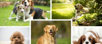 Top 5 Most Easy-Going Dogs: The Perfect Furry Friend for Every Home