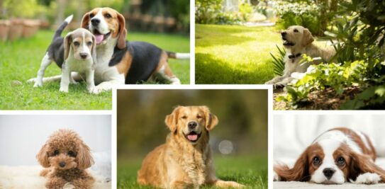 Top 5 Most Easy-Going Dogs: The Perfect Furry Friend for Every Home