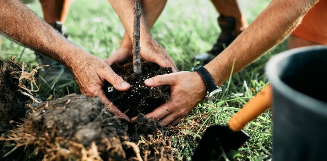 Seven Marvelous Trees to Transform Your Garden into a Verdant Paradise