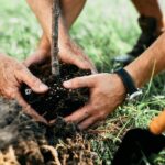 Seven Marvelous Trees to Transform Your Garden into a Verdant Paradise