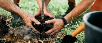 Seven Marvelous Trees to Transform Your Garden into a Verdant Paradise