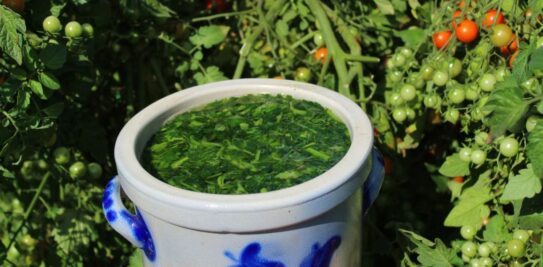 Tomato Purin: The Ultimate Natural Fertilizer for a Thriving Garden