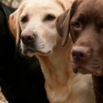 Labrador: The Land, Language, and Legacy of a Vibrant Region