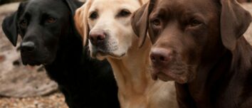 Labrador: The Land, Language, and Legacy of a Vibrant Region