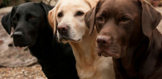 Labrador: The Land, Language, and Legacy of a Vibrant Region