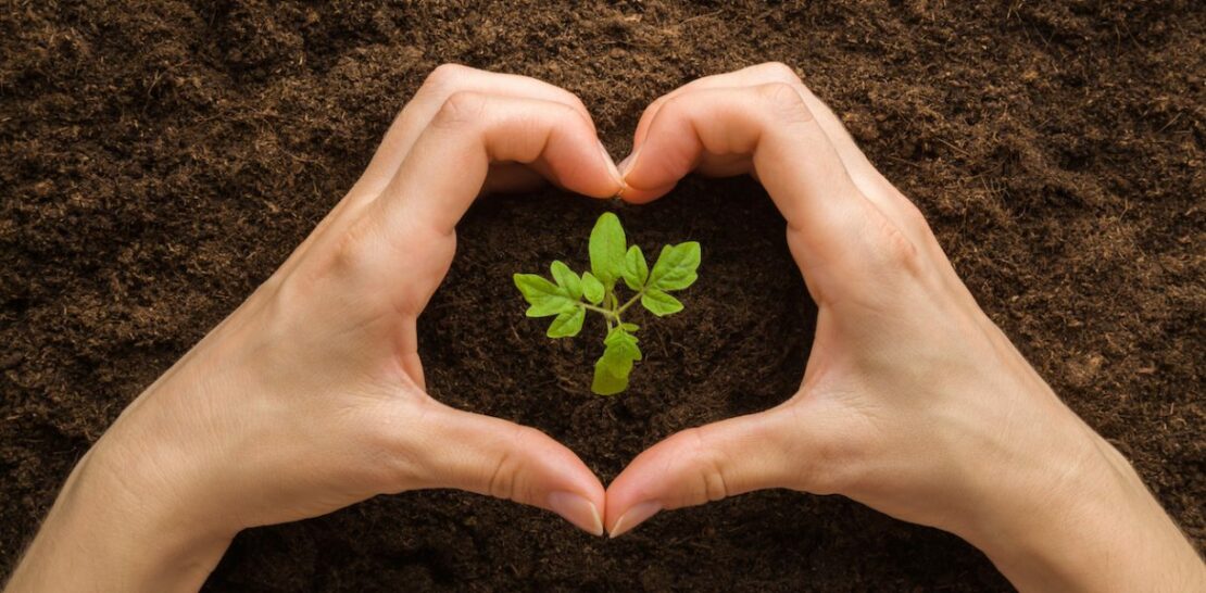 The Perfect Month for Planting Tomatoes: A Comprehensive Guide to Flavorful Summer Salads