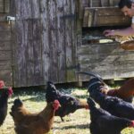 The Ultimate Guide to Cleaning and Disinfecting Your Chicken Coop