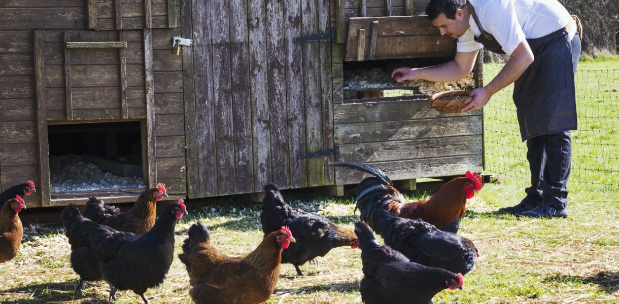 The Ultimate Guide to Cleaning and Disinfecting Your Chicken Coop