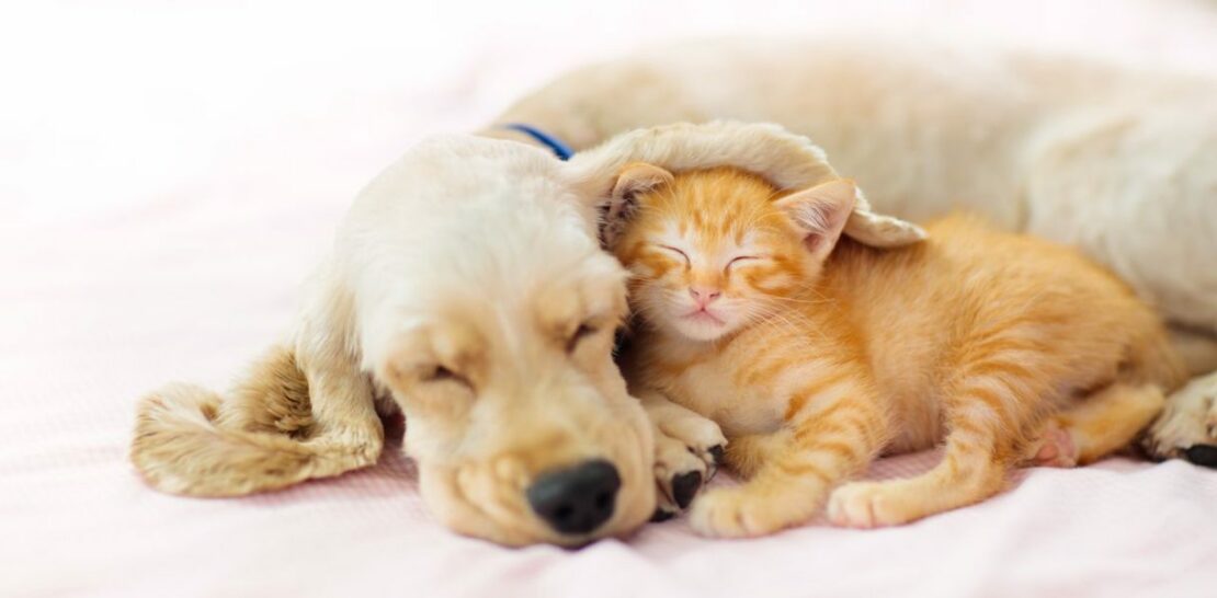 Feline-Canine Harmony: 10 Dog Breeds That Share a Purr-fect Bond with Cats