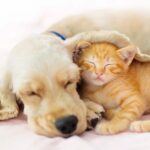 Feline-Canine Harmony: 10 Dog Breeds That Share a Purr-fect Bond with Cats