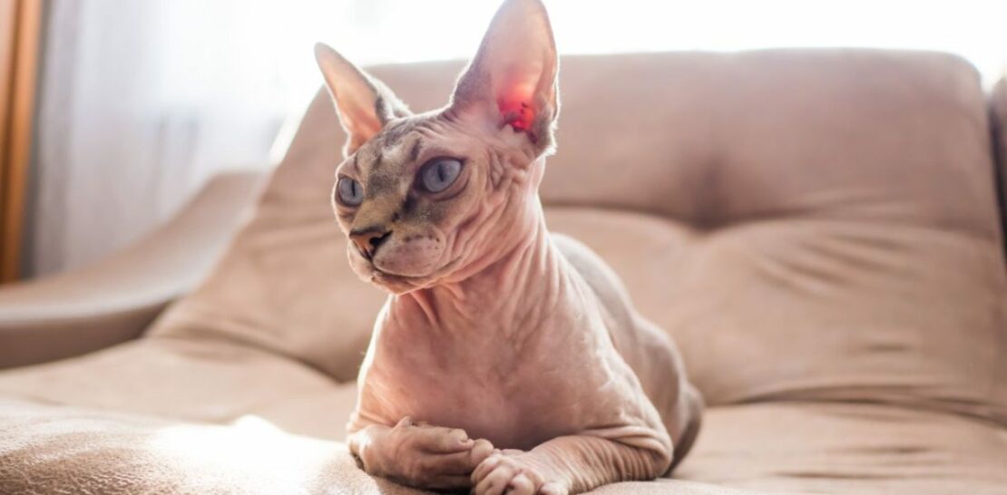 7 Hypoallergenic Cat Breeds: The Ultimate Guide for Allergy Sufferers