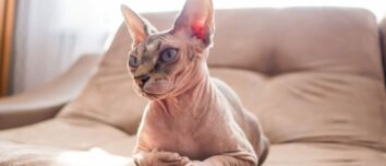 7 Hypoallergenic Cat Breeds: The Ultimate Guide for Allergy Sufferers