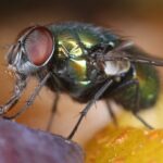 Banish Flies for Good: Uncover the Ultimate Secret to Fly-Free Dining!