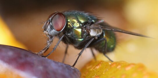 Banish Flies for Good: Uncover the Ultimate Secret to Fly-Free Dining!